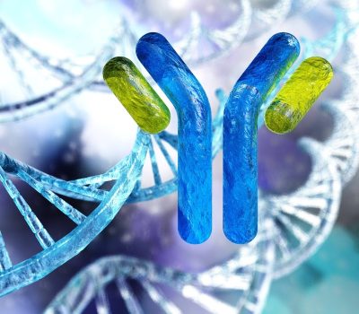 Antibody