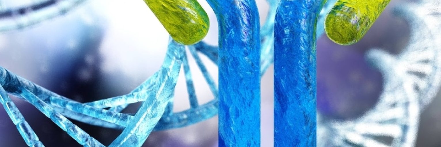 Antibody